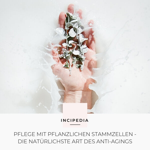 Pflanzliche Stammzellen